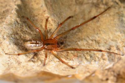 <i>Enoplognatha</i>
