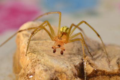 <i>Enoplognatha</i>