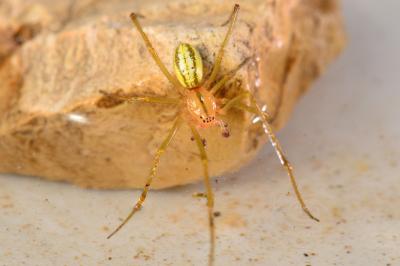 <i>Enoplognatha</i>