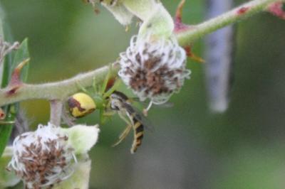 <i>Ebrechtella tricuspidata</i>