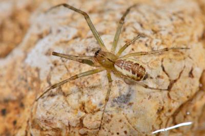<i>Linyphia triangularis</i>