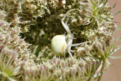 <i>Misumena vatia</i>