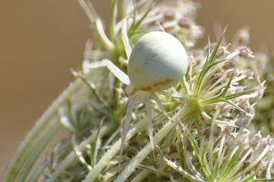 <i>Misumena vatia</i>