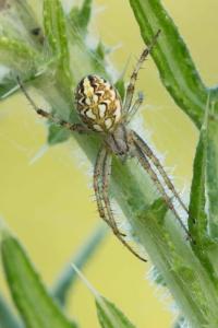 <i>Neoscona adianta</i>