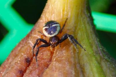<i>Synema globosum</i>