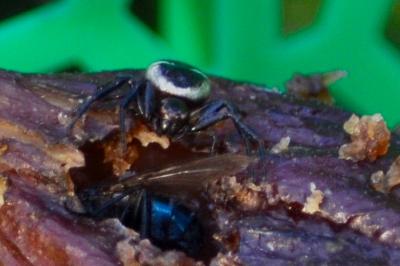 <i>Synema globosum</i>