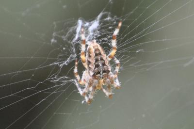 <i>Araneus diadematus</i>