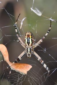 <i>Argiope bruennichi</i>