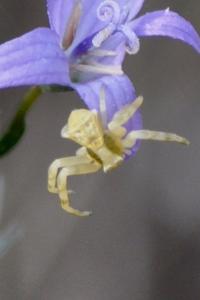 <i>Thomisus onustus</i>