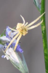 <i>Thomisus onustus</i>