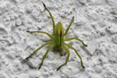 <i>Micrommata ligurina</i>