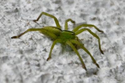 <i>Micrommata ligurina</i>
