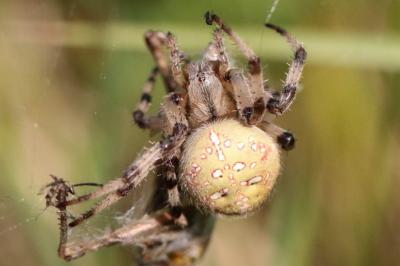 <i>Araneus quadratus</i>