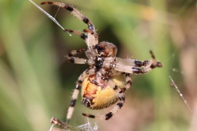 <i>Araneus quadratus</i>