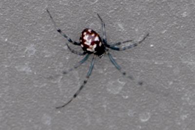 <i>Steatoda triangulosa</i>