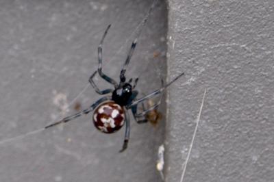 <i>Steatoda triangulosa</i>