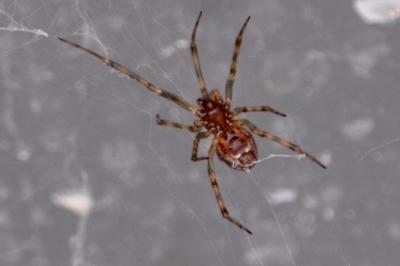 <i>Steatoda triangulosa</i>