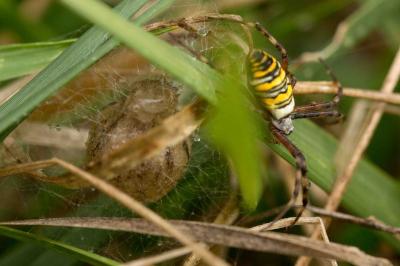 <i>Argiope bruennichi</i>