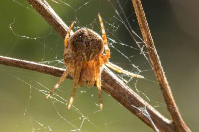 <i>Agalenatea redii</i>