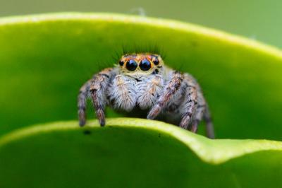 <i>Carrhotus xanthogramma</i>