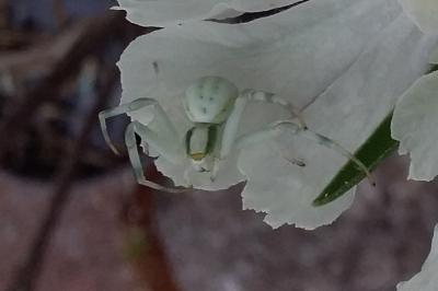 <i>Misumena vatia</i>