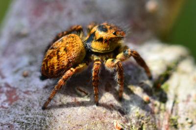 <i>Carrhotus xanthogramma</i>