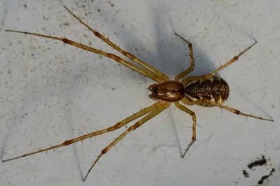 <i>Linyphia triangularis</i>