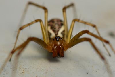 <i>Linyphia triangularis</i>