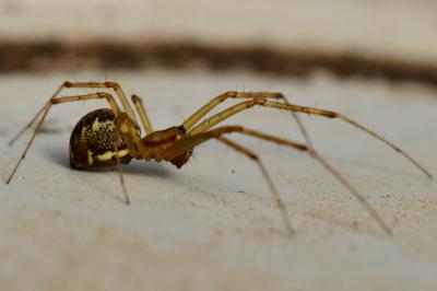 <i>Linyphia triangularis</i>