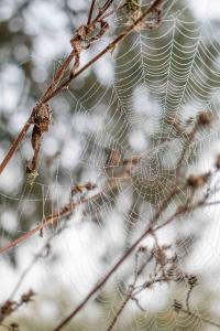 <i>Araneus diadematus</i>