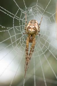 <i>Metellina mengei</i>