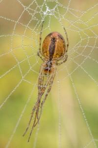 <i>Metellina mengei</i>