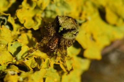 <i>Gibbaranea gibbosa</i>
