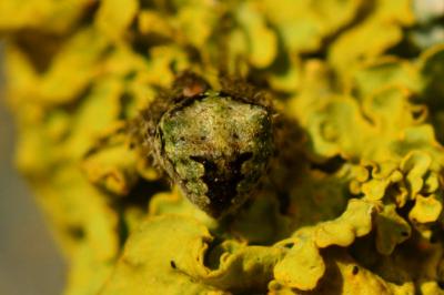 <i>Gibbaranea gibbosa</i>