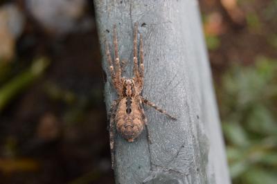<i>Zoropsis spinimana</i>