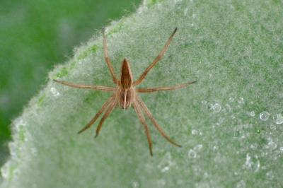 <i>Pisaura mirabilis</i>