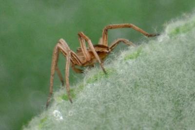 <i>Pisaura mirabilis</i>