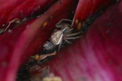 <i>Xysticus</i>