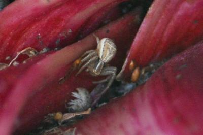 <i>Xysticus</i>