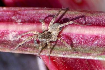 <i>Pardosa</i>