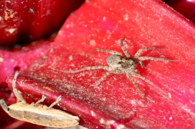 <i>Pardosa</i>