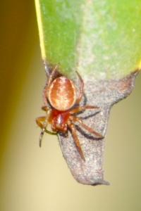 <i>Araniella</i>