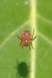 <i>Araniella</i>