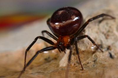 <i>Steatoda grossa</i>