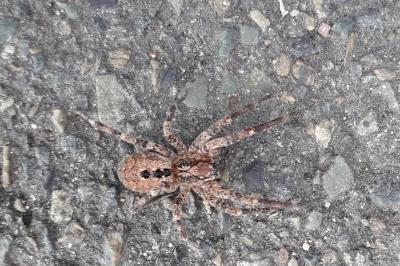 <i>Zoropsis spinimana</i>