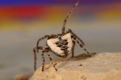<i>Gibbaranea bituberculata</i>