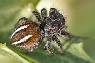 <i>Philaeus chrysops</i>