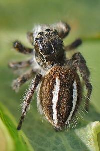 <i>Philaeus chrysops</i>