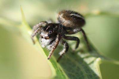 <i>Philaeus chrysops</i>