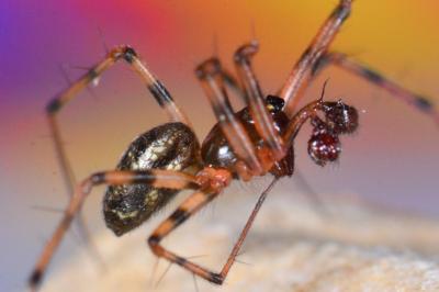 <i>Lepthyphantes minutus</i>